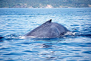 Picture 'Dr1_02_02 Whale, Dominican republic'